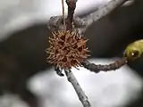 Infrutescencia de cápsulas ya abiertas por sus líneas de dehiscencia en Liquidambar styraciflua.