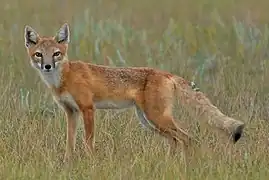 Vulpes velox