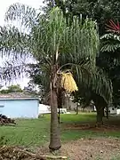Ubicación de la inflorescencia
