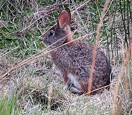 Conejo Salvaje (Sylvilagus brasiliensis)