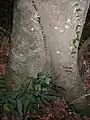 Base del árbol de Symplocos stawellii, Nueva Gales del Sur