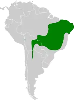 Distribución geográfica del pijuí  canela.