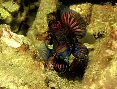 En Lembeh, Indonesia