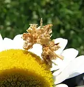 Oruga con camuflaje de restos de planta