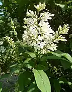 Syringa josikaea.