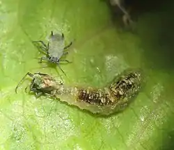 Larva de Syrphus sp. alimentándose de áfidos