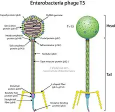 Caudoviricetes, Demerecviridae