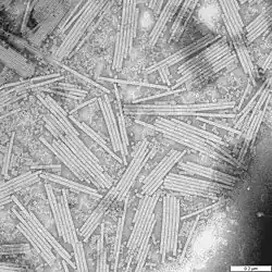 Mosaico del tabaco (Tobamovirus)