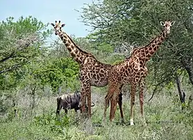 Jirafas y ñúes en Selous