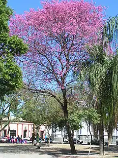 Lapacho Rosado