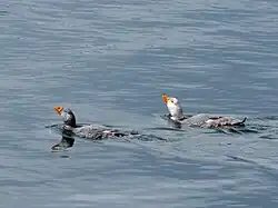 Pareja de Pato vapor del Pacífico en la costa del Parque Nacional.