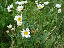 Tanacetum corymbosum