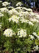 Tanacetum ferulaceum