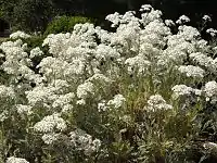 Tanacetum ptarmiciflorum