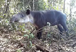 Danta (Tapirus bairdii) en el parque nacional Corcovado. Con 250 kg de peso, es el mayor mamífero silvestre de Costa Rica.