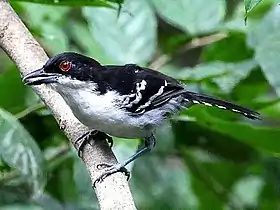 Chororó (Macho) en Bonito - MS - Brasil