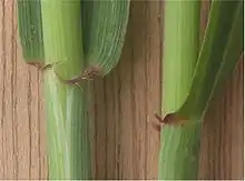 Aurículas en trigo (Triticum aestivum).