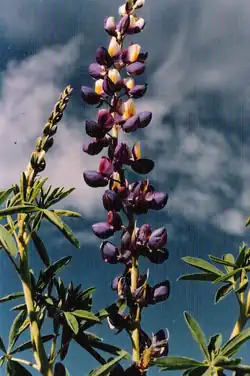 Lupinus mutabilis .tarwi, chocho. Molle, Ocros