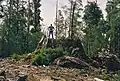 El tocón de uno de los fresnos de montaña más grandes al ser cortado en Tasmania.