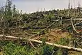 Bosque clareado de antiguo crecimiento cerca del valle Styx en el sur de Tasmania.