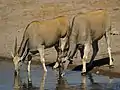 Dos elands comunes bebiendo en un abrevadero de agua.