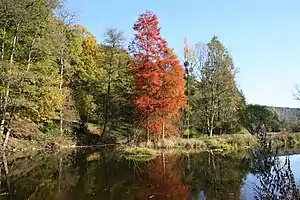 Arboledas en el río Ourthe.