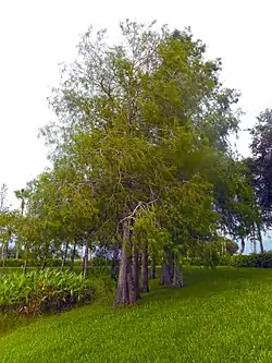 Árbol