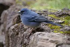 Pinzón azul de Tenerife (Fringilla teydea)