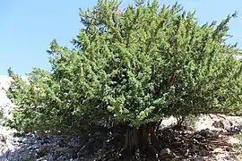 Ejemplar de tejo milenario en el sendero de los Tejos Milenarios