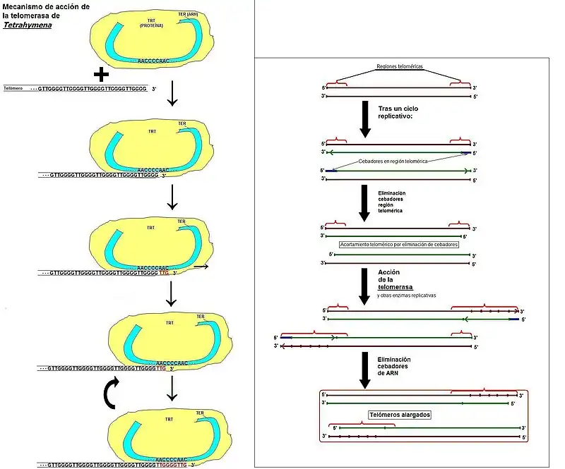Mecanismo de acción de la telomerasa