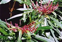 Waratah Monga en el Parque Nacional Monga