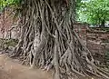 Cabeza de Buda entre las raíces del árbol Ficus religiosa.