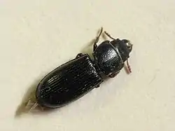 Tenebroides corticalis