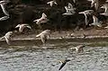 Andarríos del Terek Xenus cinereus, Correlimos chico Calidris minuta y Archibebe fino Tringa stagnatilis en el Krishna Wildlife Sanctuary, Andhra Pradesh, India.