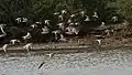 Andarríos del Terek Xenus cinereus, Correlimos chico Calidris minuta y Archibebe fino Tringa stagnatilis en el Krishna Wildlife Sanctuary, Andhra Pradesh, India.