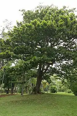 Terminalia catappa