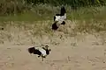 Teros en una playa de la costa uruguaya.