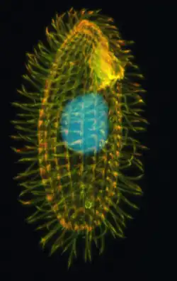 Tetrahymena thermophila (Hymenostomatida)