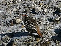 Perdigallo tibetano