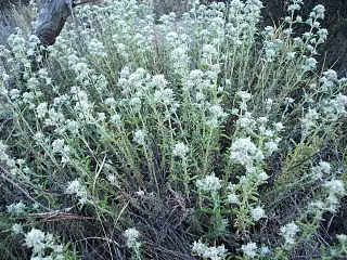 Teucrium capitatum