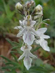 Teucrium fruticans