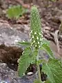 Teucrium lamifolium