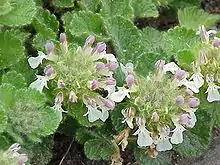 Teucrium pyrenaicum