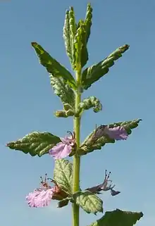 Teucrium scordium