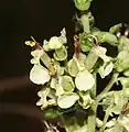 Teucrium scorodonia