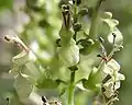 Teucrium scorodonia