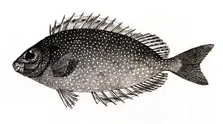 Dibujo de S. fuscescens, como Teuthis margaritifera, de George Henry Ford, 1878