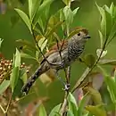 Choca Corona Rojiza (Macho) en Bragança Paulista - SP - Brasil