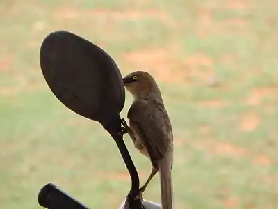 Un turdoide gris picotea su propio reflejo en un espejo de bicicleta en Koppal (Karnataka, India).