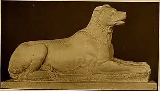 Molossus
